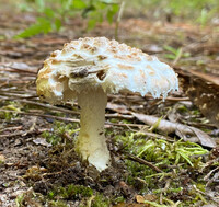 Amanita hesleri image