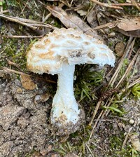 Amanita hesleri image