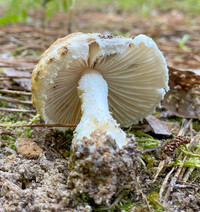 Amanita hesleri image