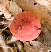 Cortinarius marylandensis image