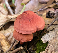 Cortinarius marylandensis image