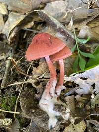 Cortinarius marylandensis image