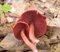 Cortinarius marylandensis image