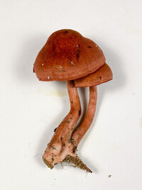 Cortinarius marylandensis image