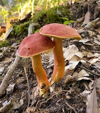 Pulchroboletus sclerotiorum image