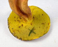 Pulchroboletus sclerotiorum image