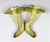 Pulchroboletus sclerotiorum image