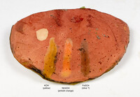 Pulchroboletus sclerotiorum image