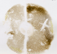 Pulchroboletus sclerotiorum image
