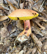 Pulchroboletus sclerotiorum image