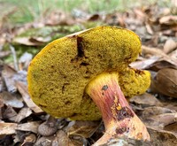 Pulchroboletus sclerotiorum image