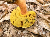 Pulchroboletus sclerotiorum image
