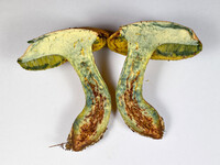 Pulchroboletus sclerotiorum image