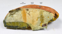 Pulchroboletus sclerotiorum image