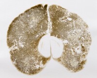 Pulchroboletus sclerotiorum image