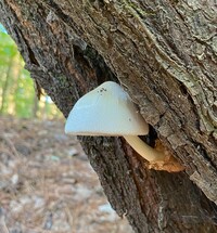 Volvariella bombycina image