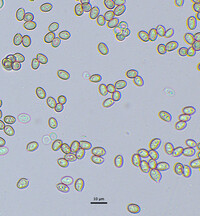 Volvariella bombycina image