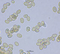 Volvariella bombycina image