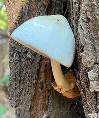 Volvariella bombycina image