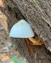 Volvariella bombycina image