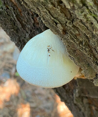 Volvariella bombycina image