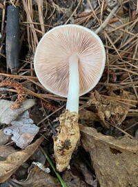 Volvariella bombycina image