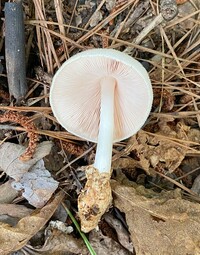 Volvariella bombycina image