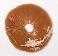 Volvariella bombycina image