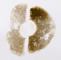 Pulchroboletus sclerotiorum image