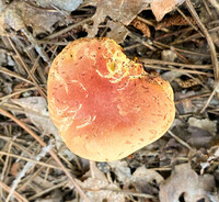 Pulchroboletus sclerotiorum image