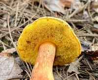 Pulchroboletus sclerotiorum image