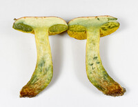 Pulchroboletus sclerotiorum image