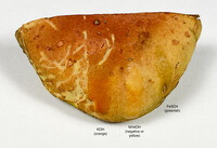 Pulchroboletus sclerotiorum image