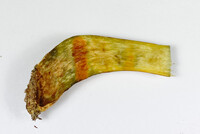 Pulchroboletus sclerotiorum image