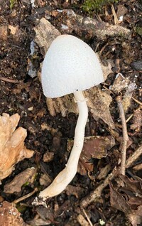 Leucocoprinus cepistipes image