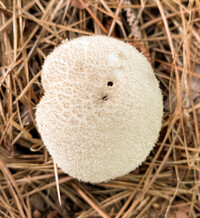 Lycoperdon marginatum image