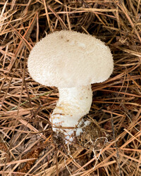 Lycoperdon marginatum image