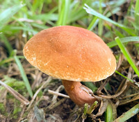 Gyroporus smithii image