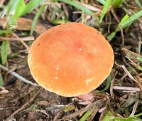 Gyroporus smithii image