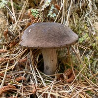 Tylopilus griseocarneus image