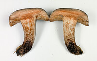 Tylopilus griseocarneus image