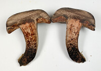 Tylopilus griseocarneus image