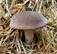 Tylopilus griseocarneus image