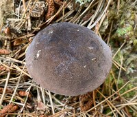 Tylopilus griseocarneus image