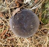 Tylopilus griseocarneus image