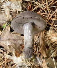 Tylopilus griseocarneus image