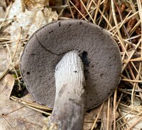 Tylopilus griseocarneus image