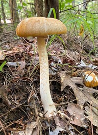 Amanita roseitincta image