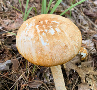 Amanita roseitincta image