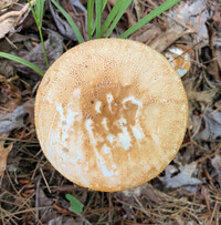 Amanita roseitincta image